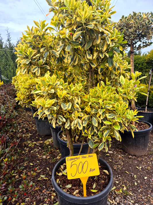 Euonymus Japonicus (Pon-Pon)