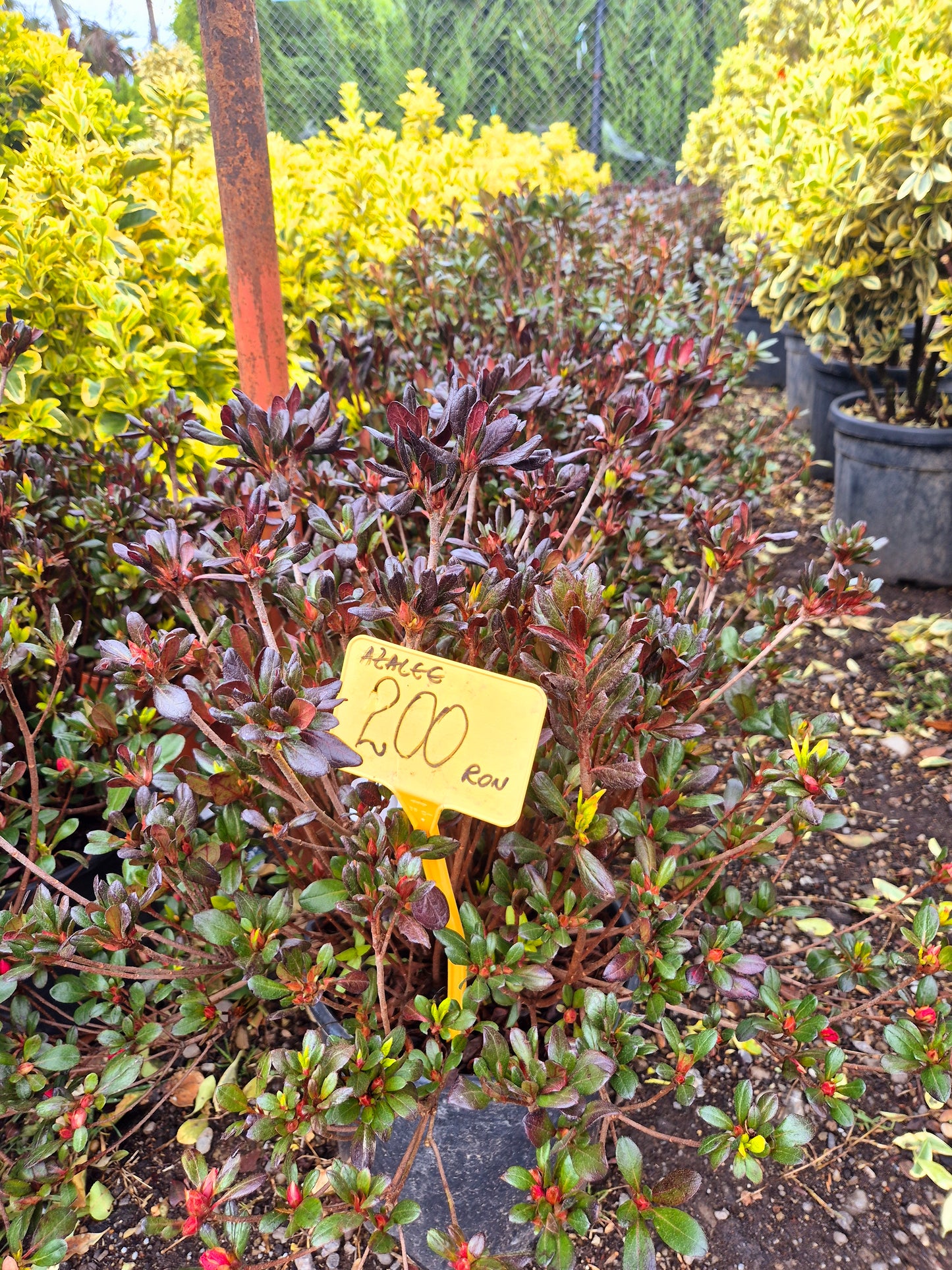 Azalee (Azalea japonica)