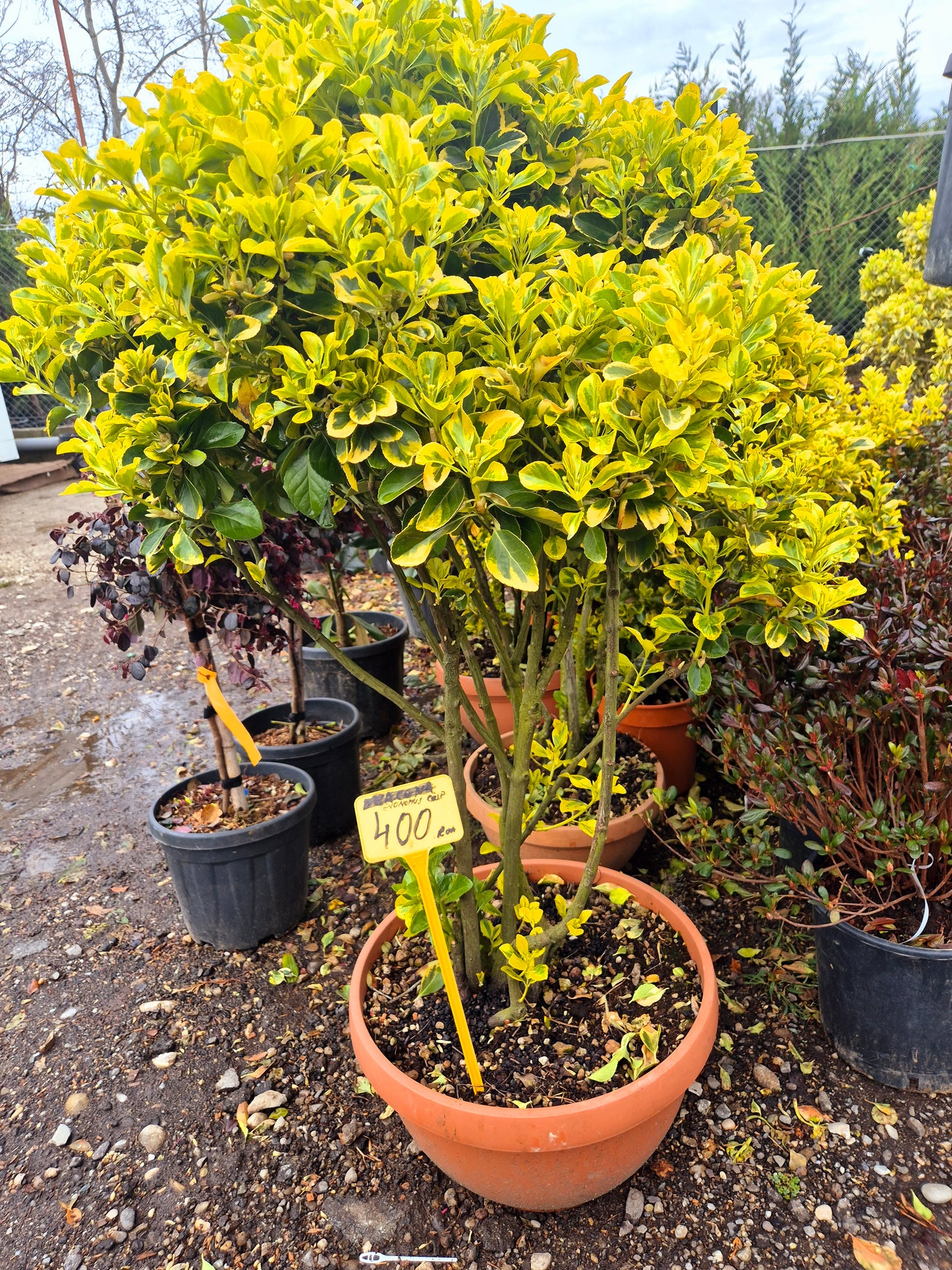 Euonymus Japonicus Variegat (pe trunchi)