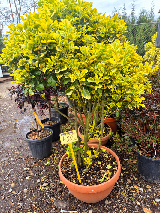 Euonymus Japonicus Variegat (pe trunchi)