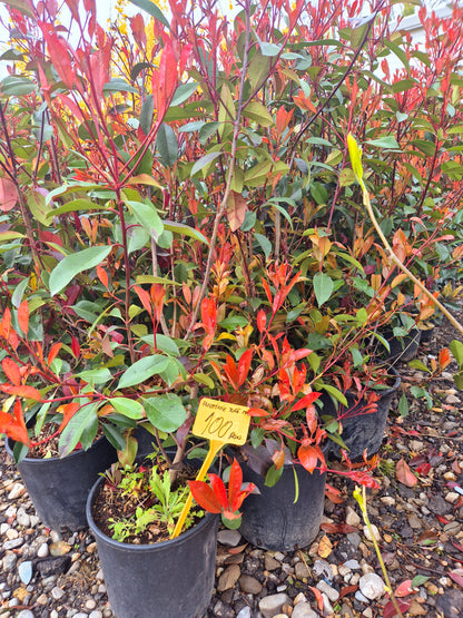 Photinia Red Robin