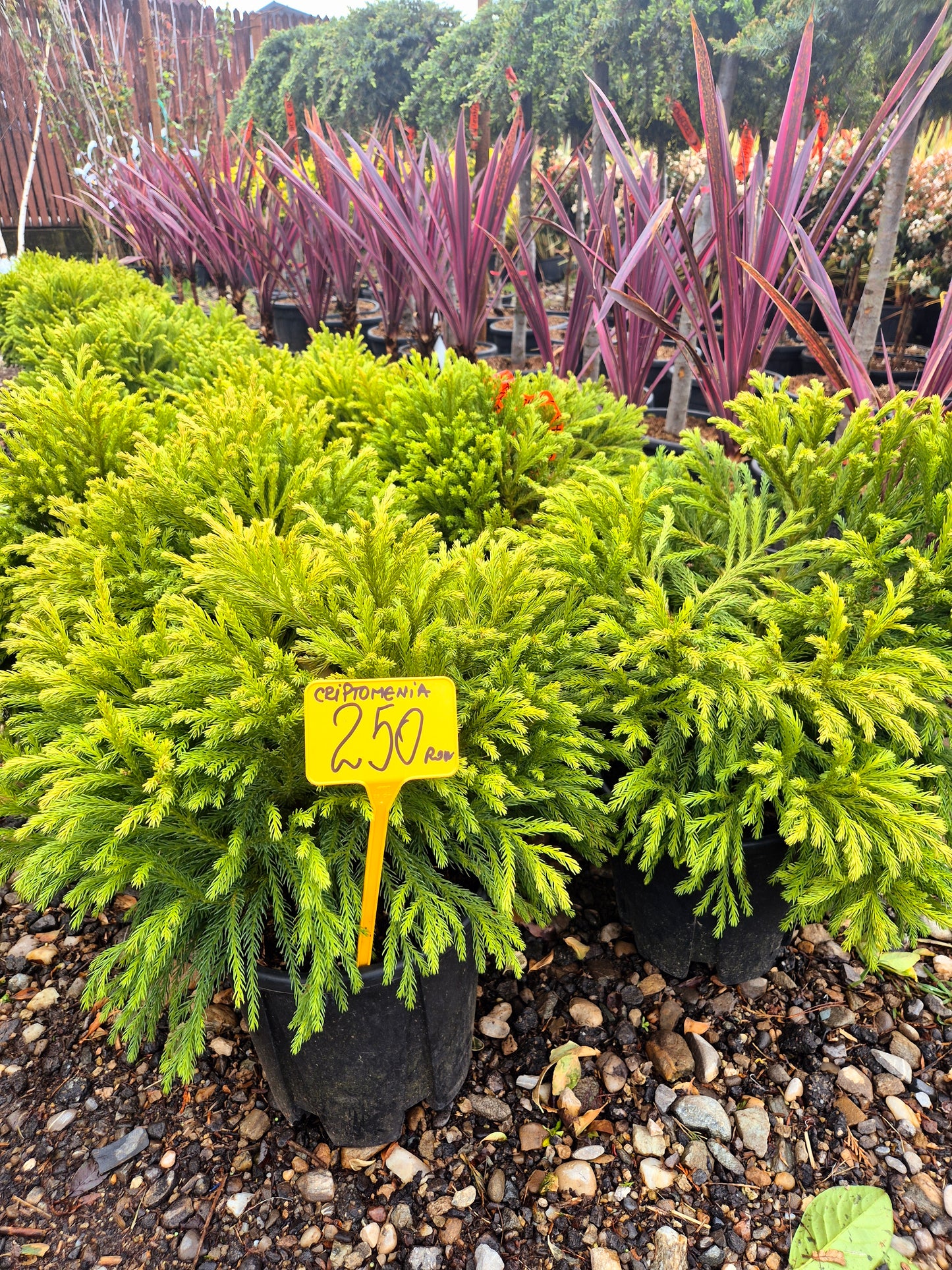 Cryptomeria Japonica (Cedru japonez)