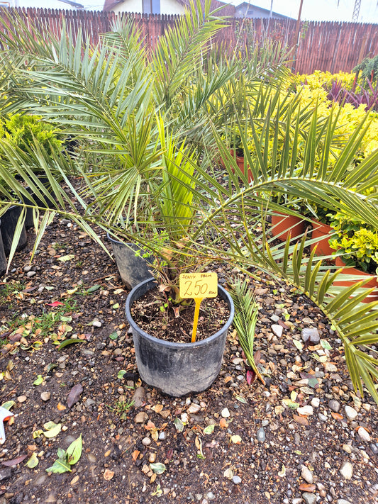 Phoenix Canariensis (Palmier Canarian)