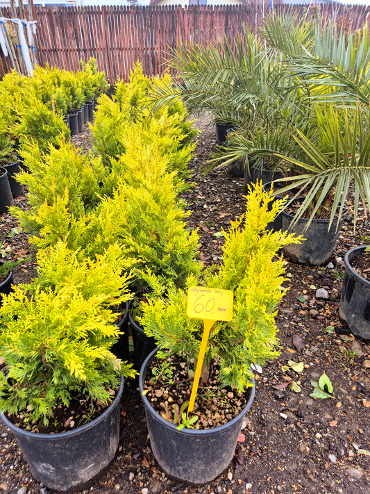 Leylandii Gold (Chiparos Leyland auriu)