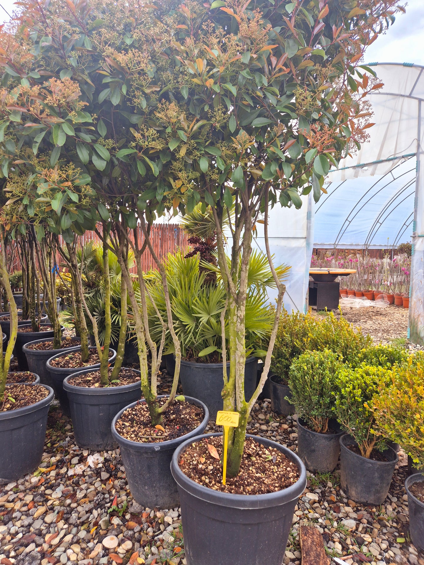Photinia Red Robin pe Trunchi
