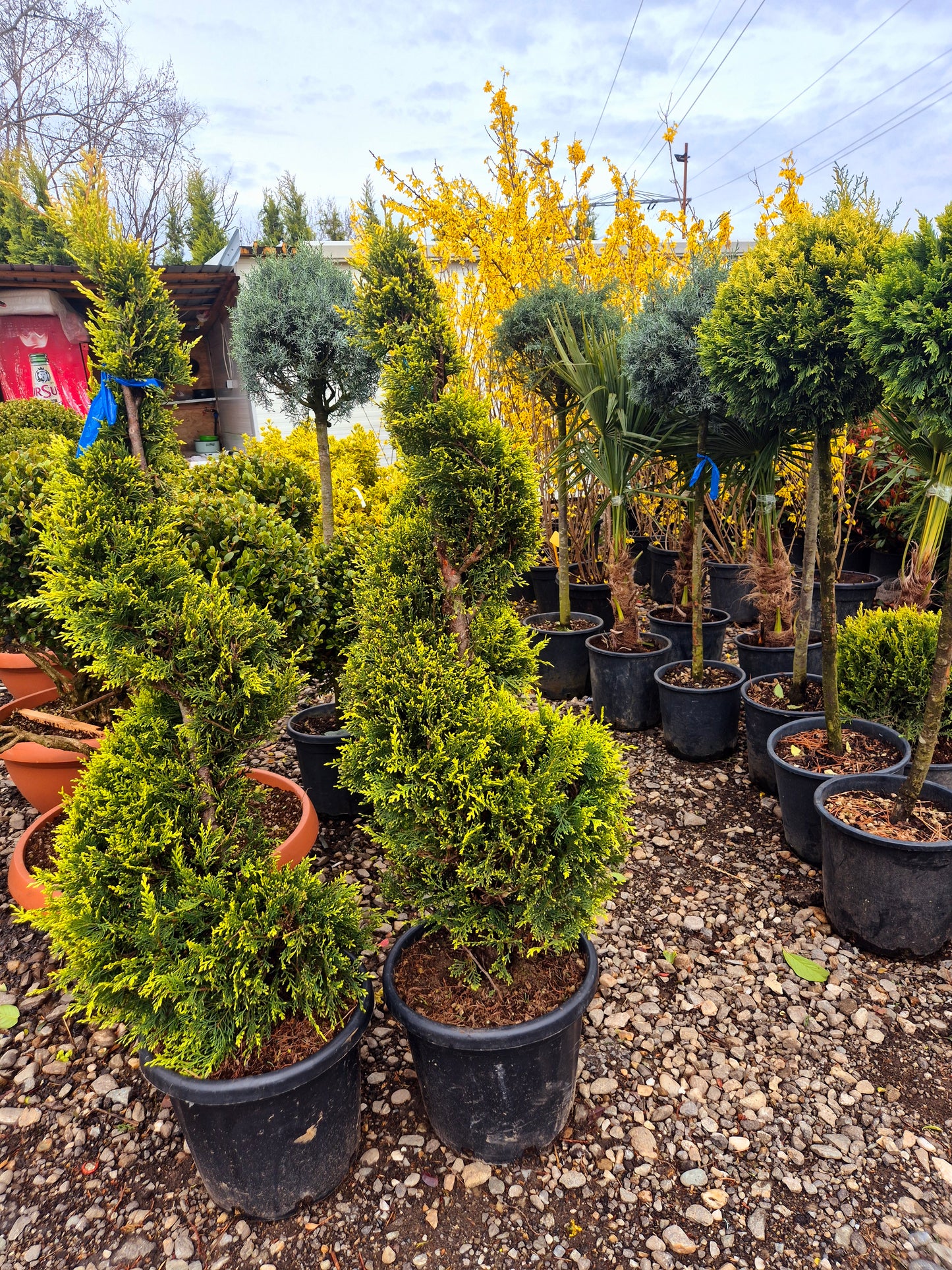 Tuia Spirală (Thuja Occidentalis)