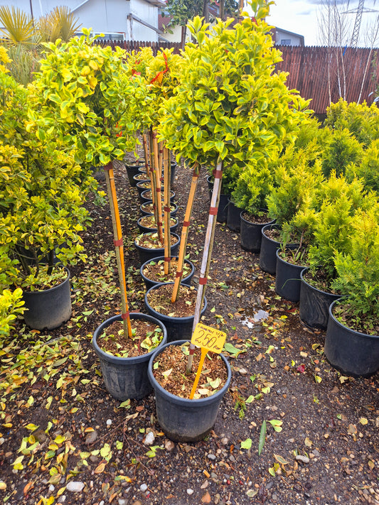Euonymus Japonicus pe Trunchi