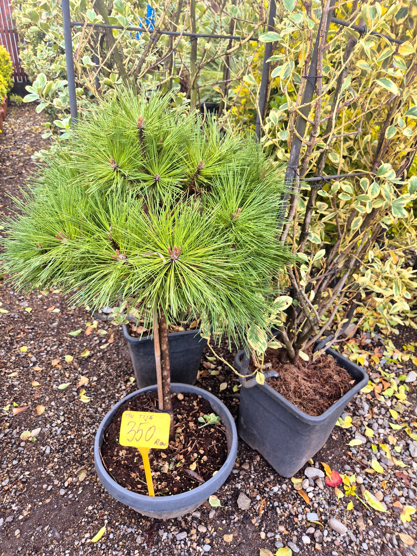 Pin Japonez pe Trunchi (Pinus – bonsai exterior ornamental)