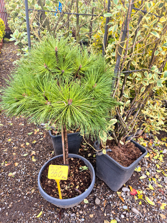 Pin Japonez pe Trunchi (Pinus – bonsai exterior ornamental)