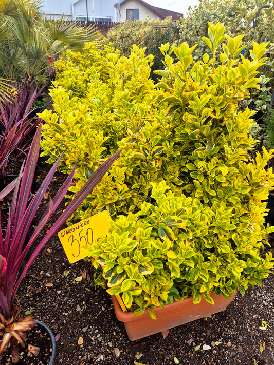 Euonymus Japonicus Aureus (Gard viu variegat)