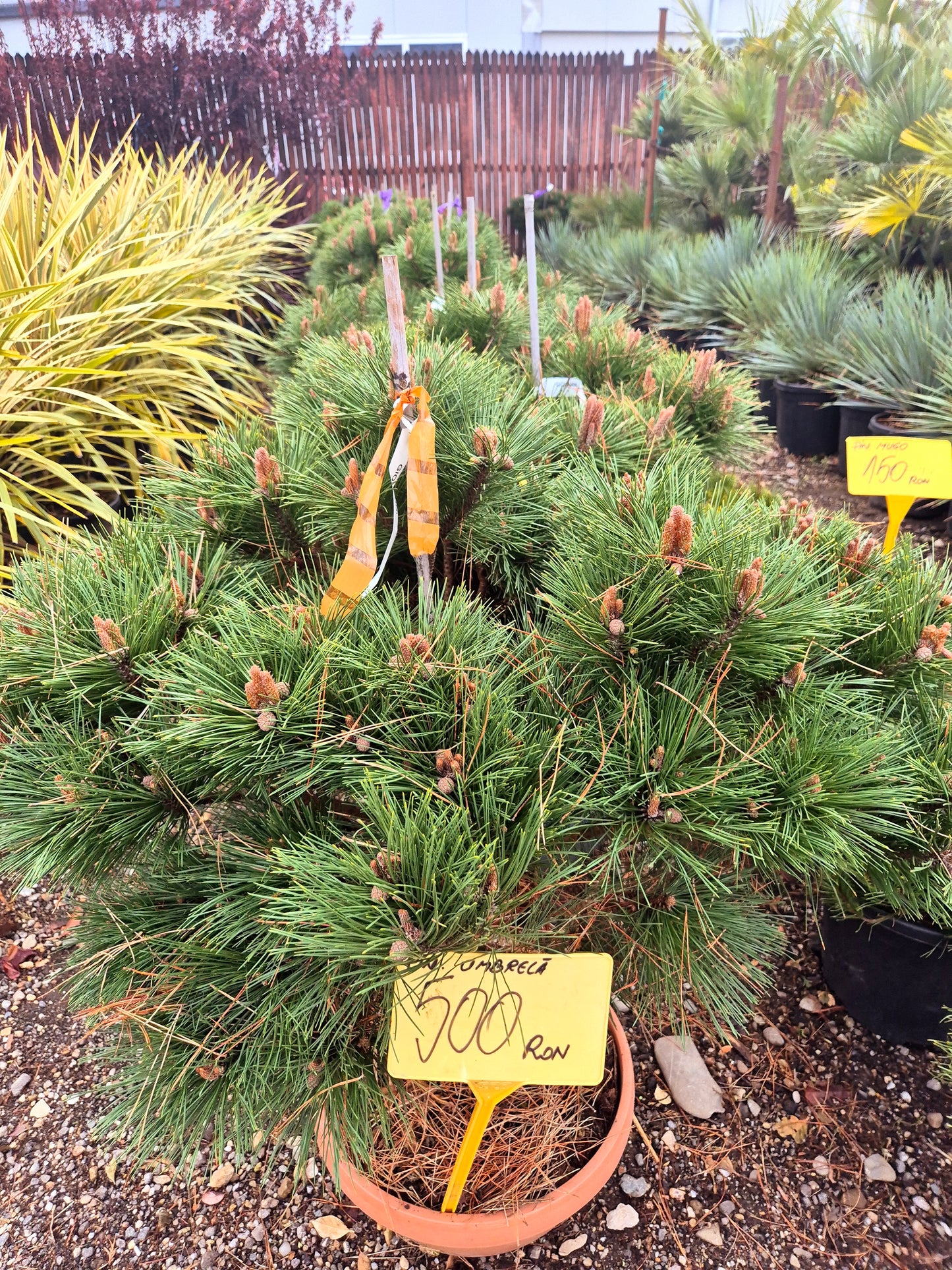 Pin Umbrella (Pinus pe trunchi tip umbrelă)