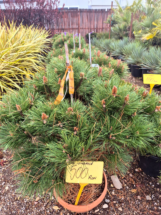 Pin Umbrella (Pinus pe trunchi tip umbrelă)