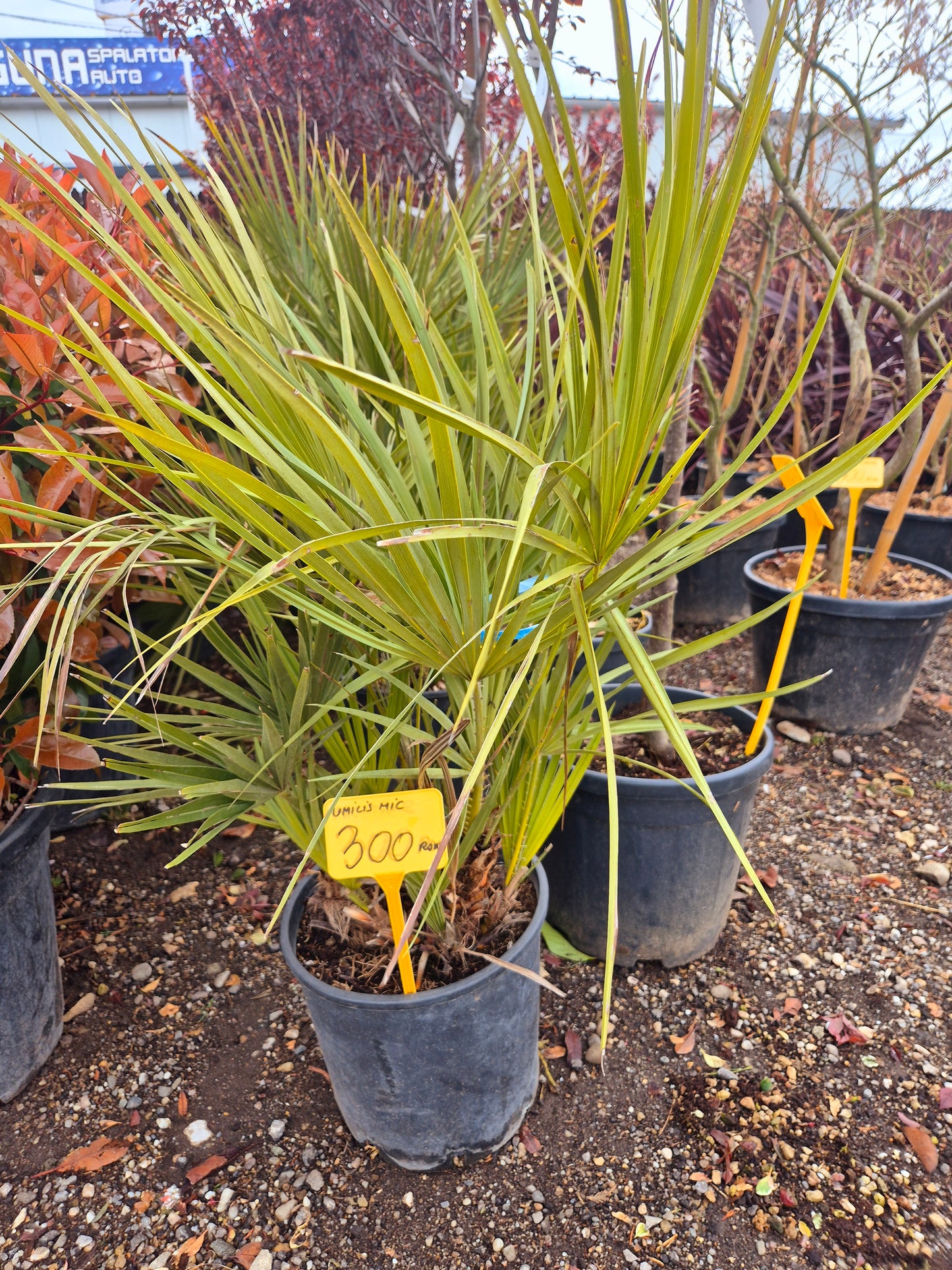Chamaerops Humilis (Palmier pitic mediteranean)
