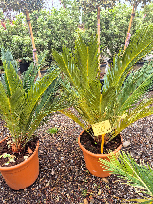 Cycas Revoluta (Palmier Sago)