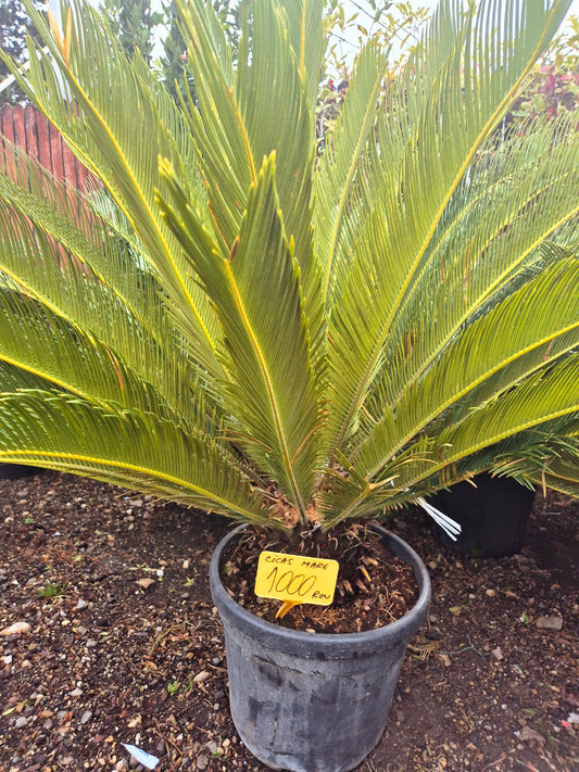 Cycas mare (Cycas revoluta – exemplu matur premium)
