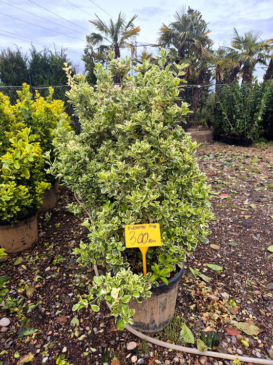 Euonymus japonez variegat (Evonimus alb-verde) – arbust decorativ premium