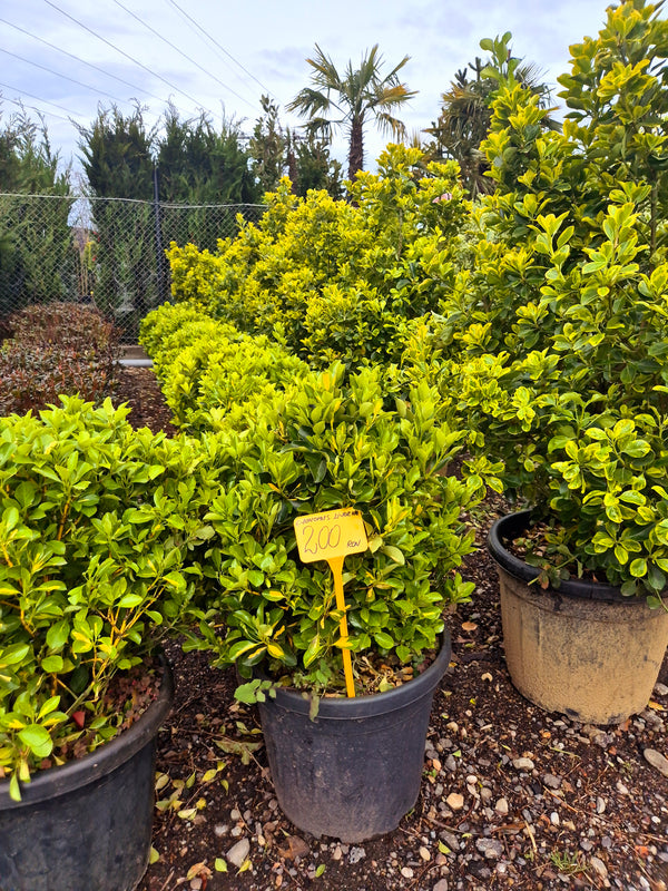 Euonymus japonicus verde (Evonimus verde) – arbust ideal pentru gard viu