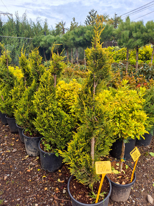 Pinus pe trunchi (Pin ornamental altoit) – efect decorativ premium pentru grădină