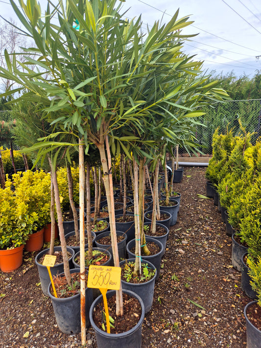 Leandru pe tulpină (Nerium oleander) – arbore decorativ mediteranean