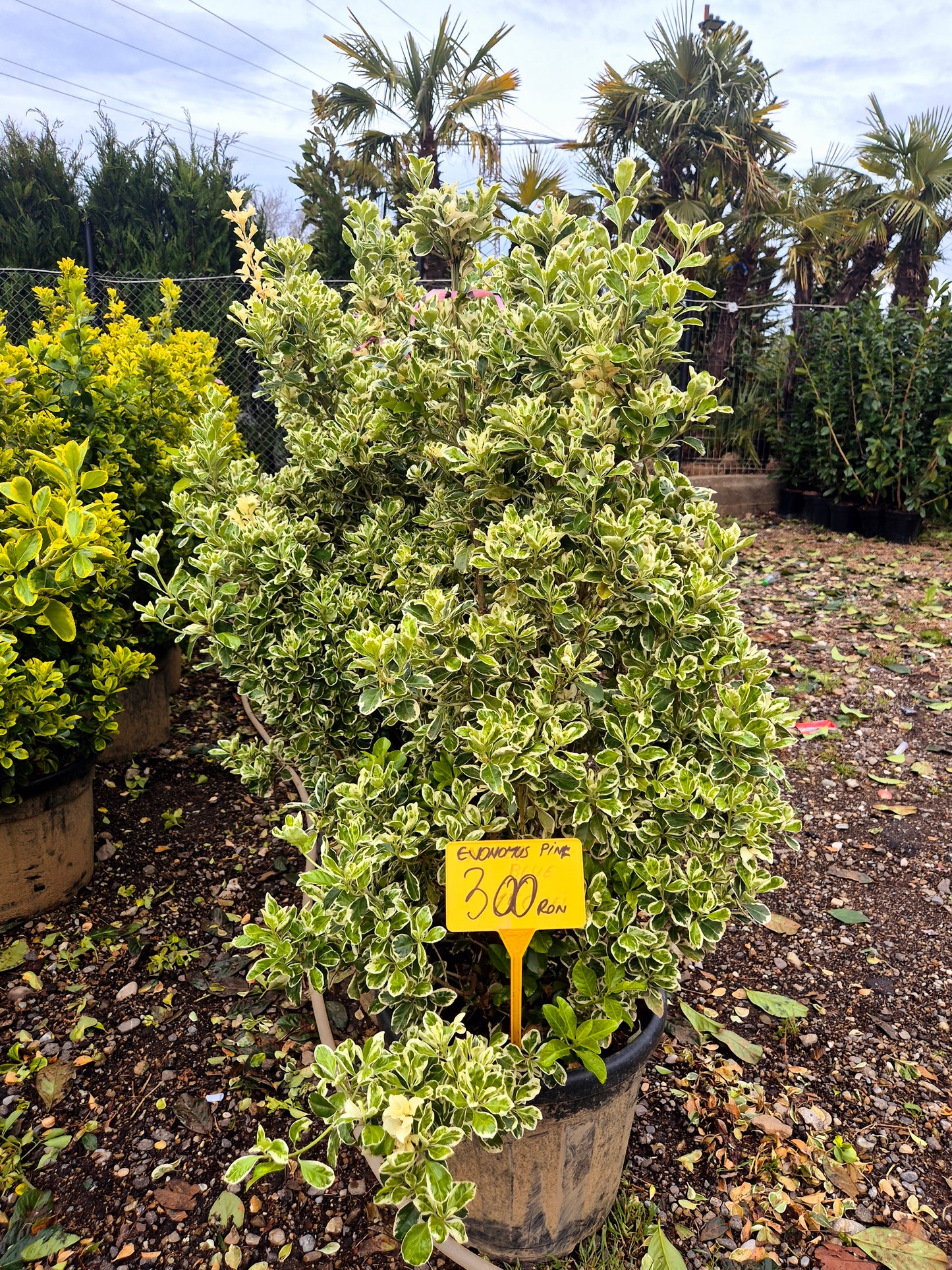 Euonymus japonez variegat (Evonimus alb-verde) – arbust decorativ pentru grădină elegantă