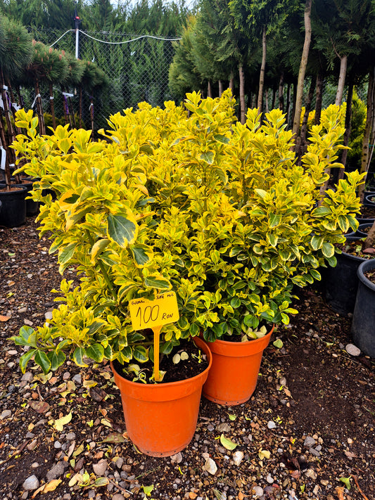 Euonymus japonez galben-variegat (Evonimus auriu) – tufă decorativă compactă