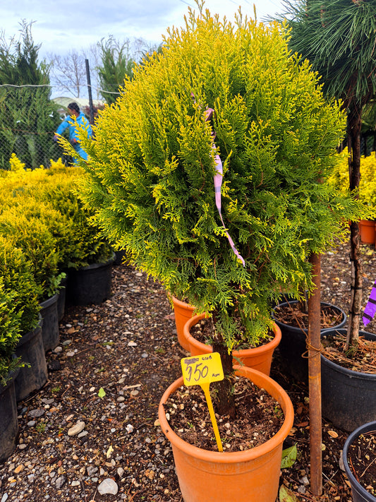 Tuia aurie tip glob (Thuja occidentalis „Golden Globe”) – conifer ornamental decorativ