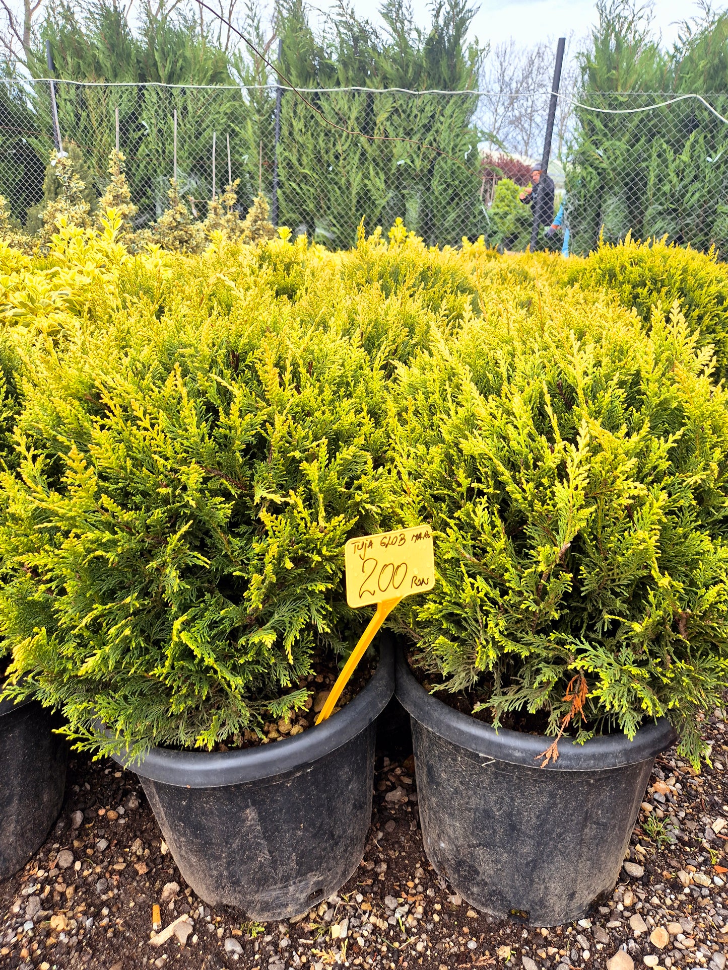 Tuia glob mare (Thuja occidentalis glob) – conifer ornamental compact pentru grădină