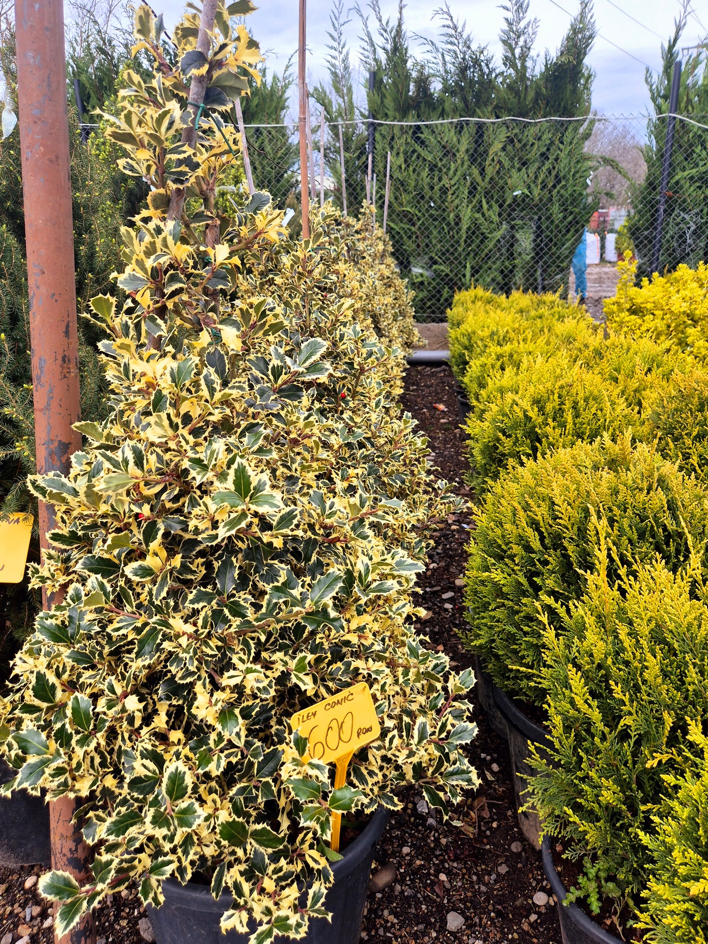 Ilex (Holly) conic variegat – arbust ornamental premium pentru grădină și gard viu