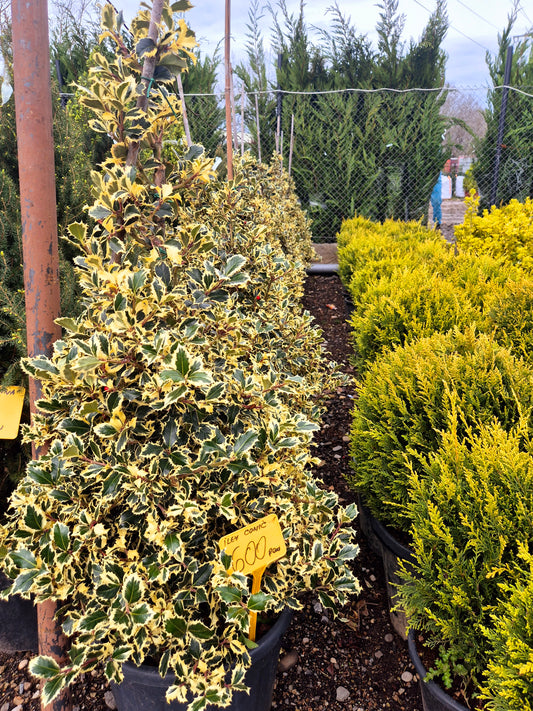 Ilex (Holly) conic variegat – arbust ornamental premium pentru grădină și gard viu