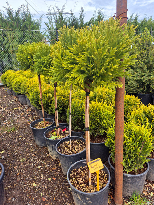 Tuia pe tulpină (Thuja altoită tip pomișor) – conifer decorativ premium pentru grădină