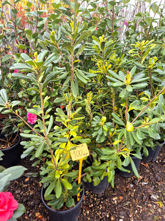 Rhododendron (bujor de munte) – arbust ornamental cu flori spectaculoase