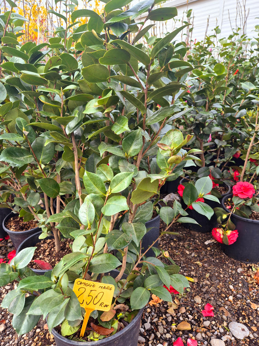 Camelia (Camellia japonica) – arbust ornamental cu flori elegante
