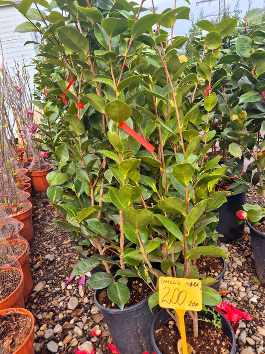 Camelie mică (Camellia japonica) – arbust ornamental elegant pentru grădină sau ghiveci