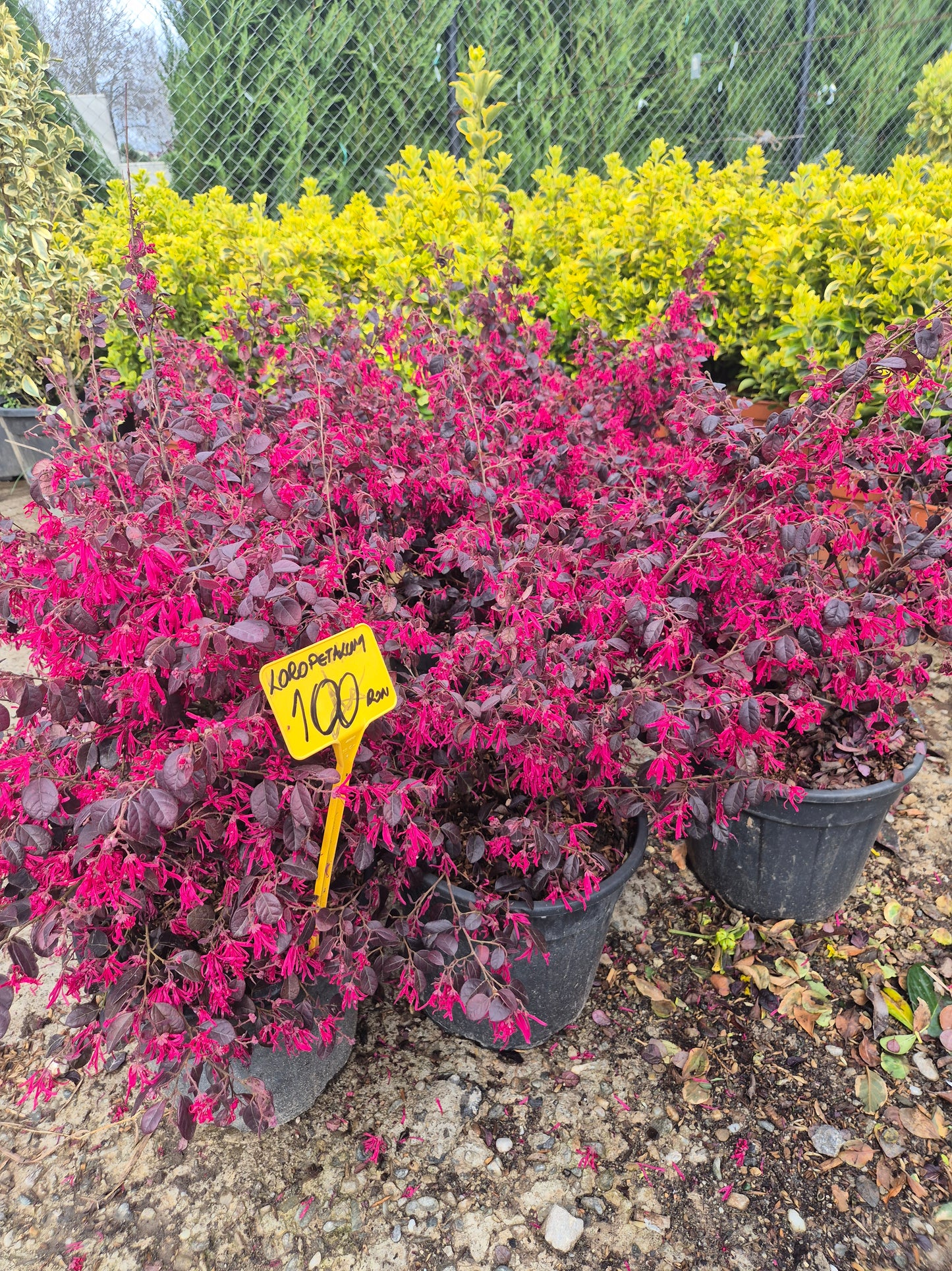 Loropetalum (Loropetalum chinense) – arbust spectaculos cu flori roz intens