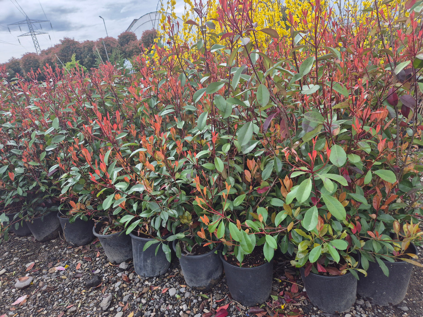 Photinia Red Robin