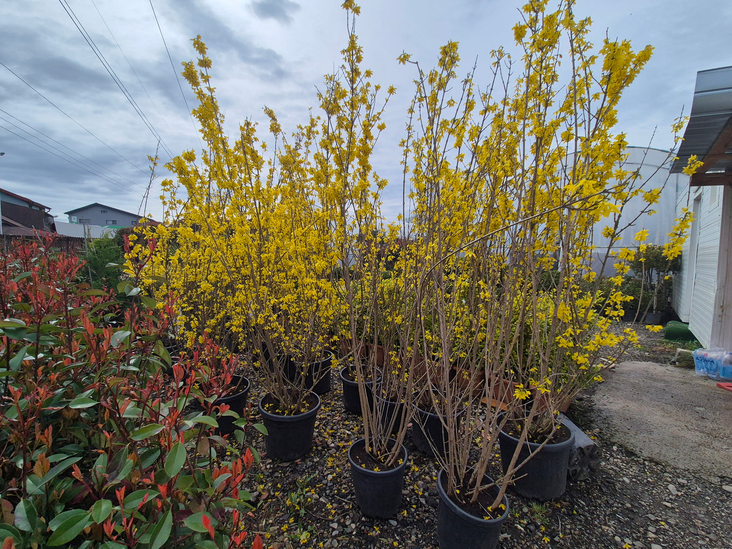 Forsythia (ploaia de aur) – explozie de galben primăvara
