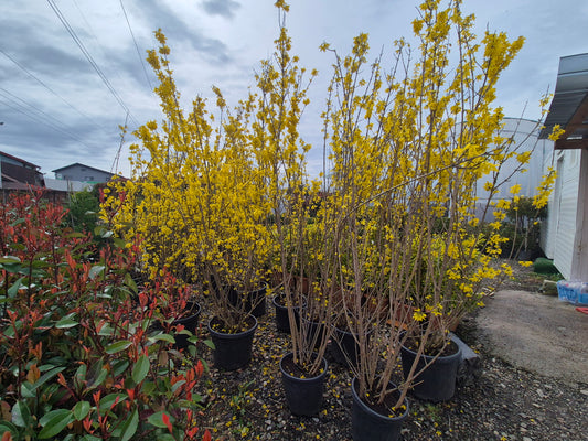 Forsythia (ploaia de aur) – explozie de galben primăvara