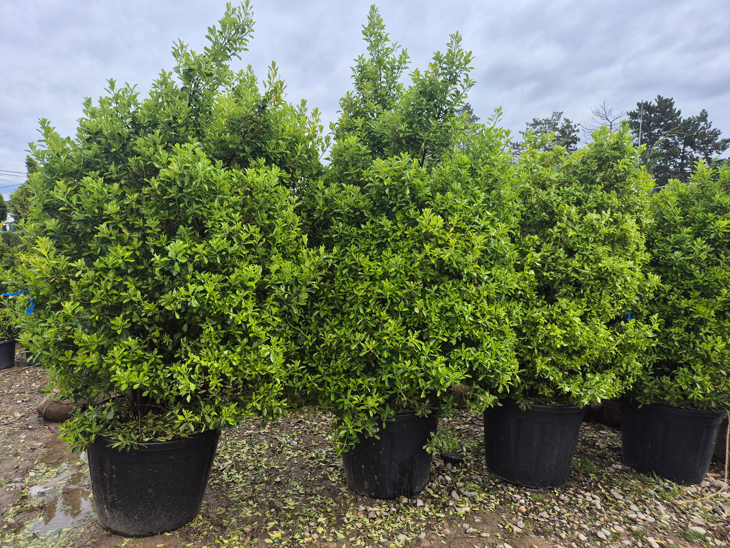 Laur englezesc / Laurocerasus (Prunus laurocerasus) – gard viu premium 🌿