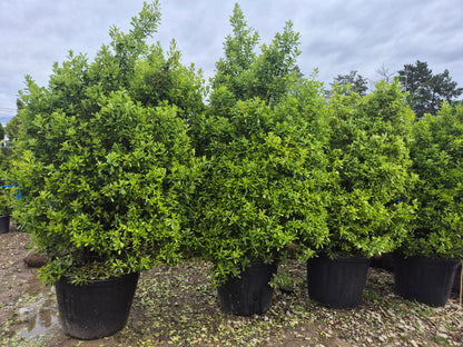 Laur englezesc / Laurocerasus (Prunus laurocerasus) – gard viu premium 🌿