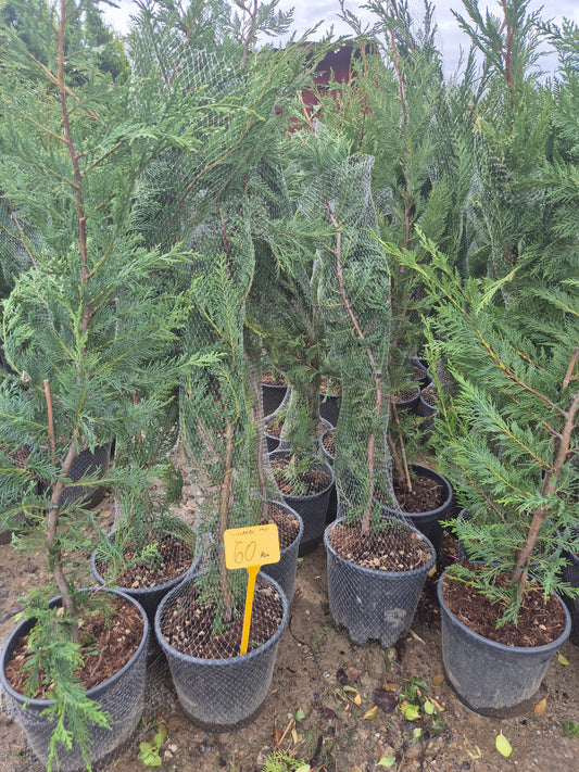 Leylandii (Chiparos Leyland) – gard viu rapid și ieftin 🌲