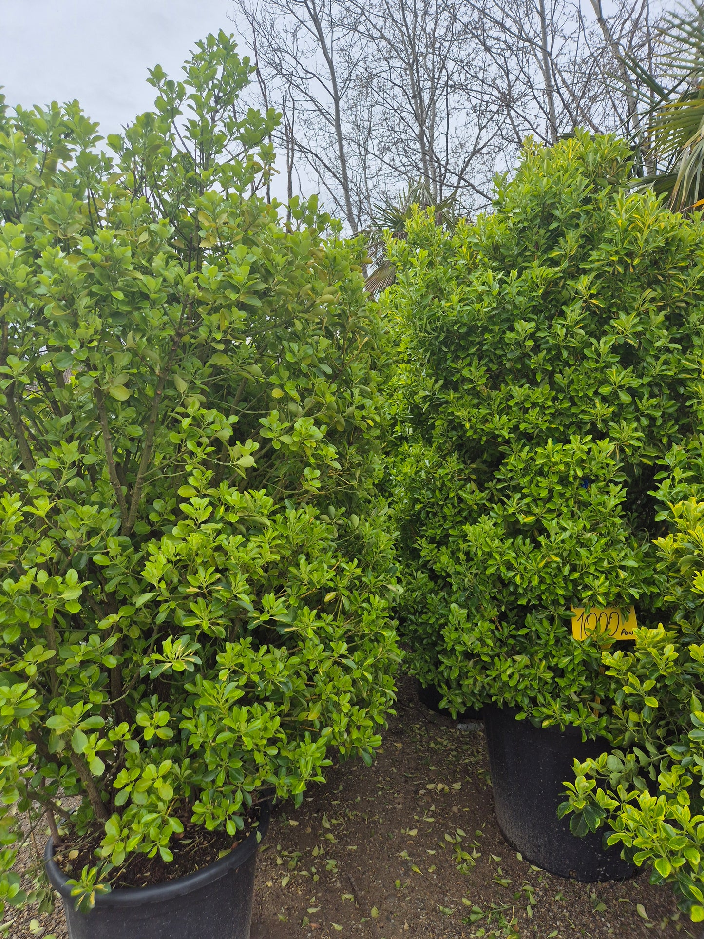 Laur englezesc / Laurocerasus (Prunus laurocerasus) – gard viu premium 🌿