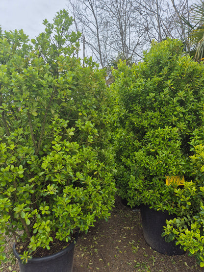 Laur englezesc / Laurocerasus (Prunus laurocerasus) – gard viu premium 🌿