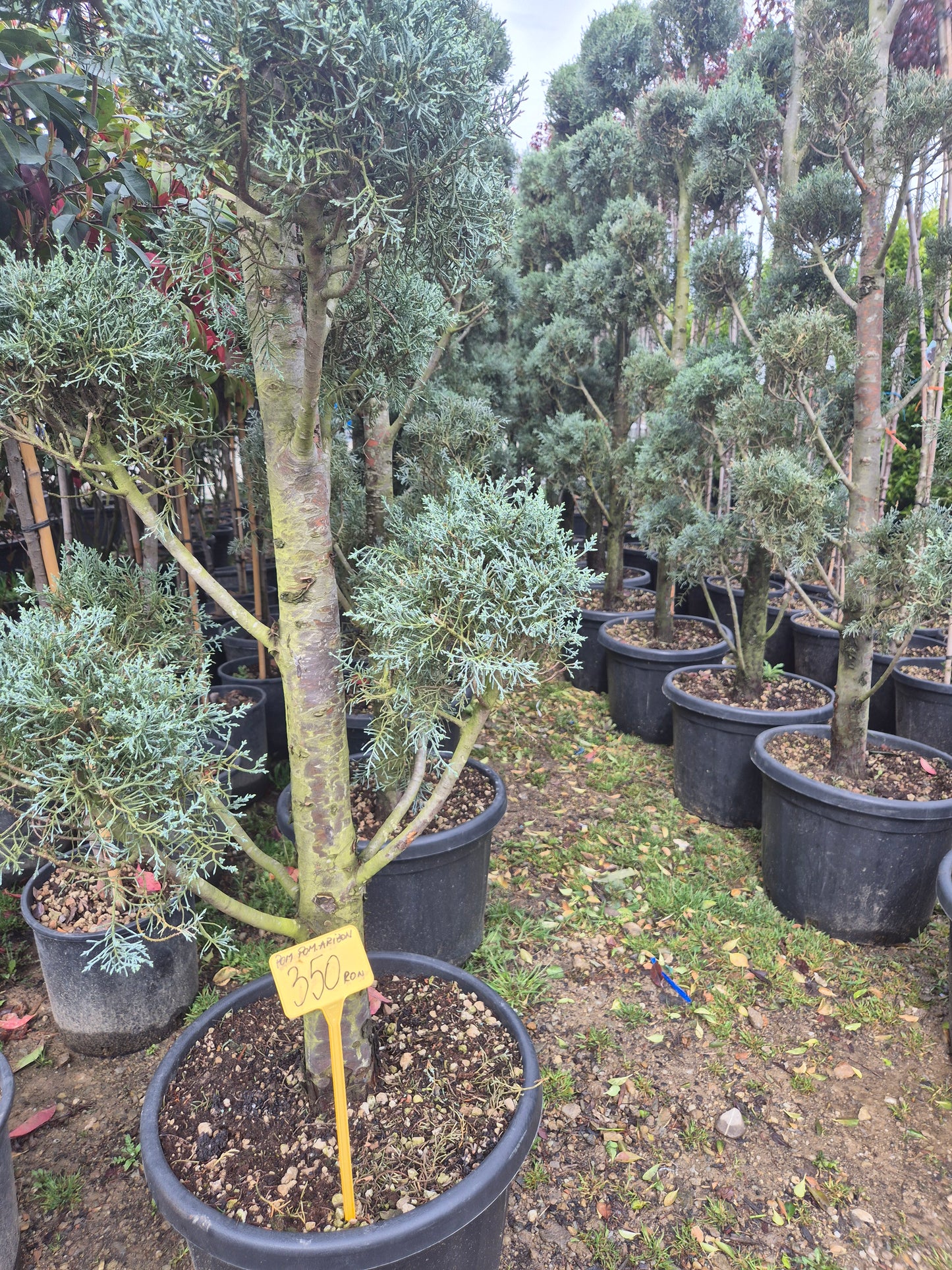 Ienupăr formă pom (Juniperus) – conifer ornamental elegant 🌲