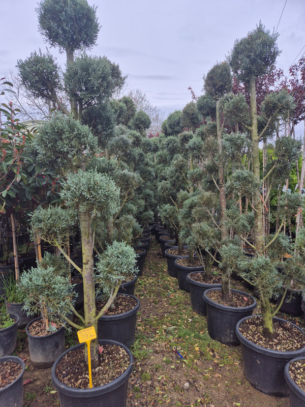 Ienupăr formă pom (Juniperus) – conifer ornamental elegant 🌲