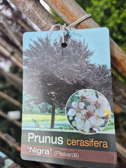 Prunus cerasifera ‘Nigra’ (corcoduș ornamental roșu) – arbore decorativ de efect 🍷