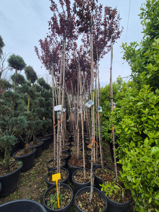 Prunus cerasifera ‘Nigra’ (corcoduș ornamental roșu) – arbore decorativ de efect 🍷
