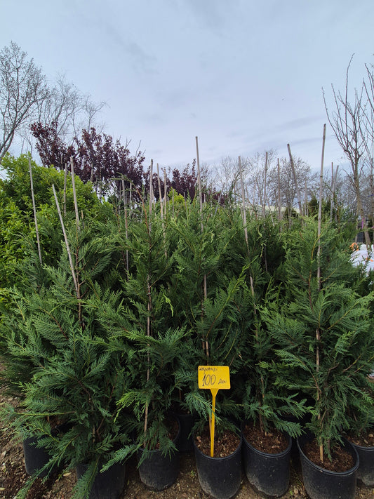 Leylandii (Cupressocyparis leylandii) – gard viu rapid și dens 🌲