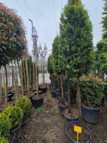 Tuia pe tulpină (Thuja) – formă elegantă, compactă 🌲