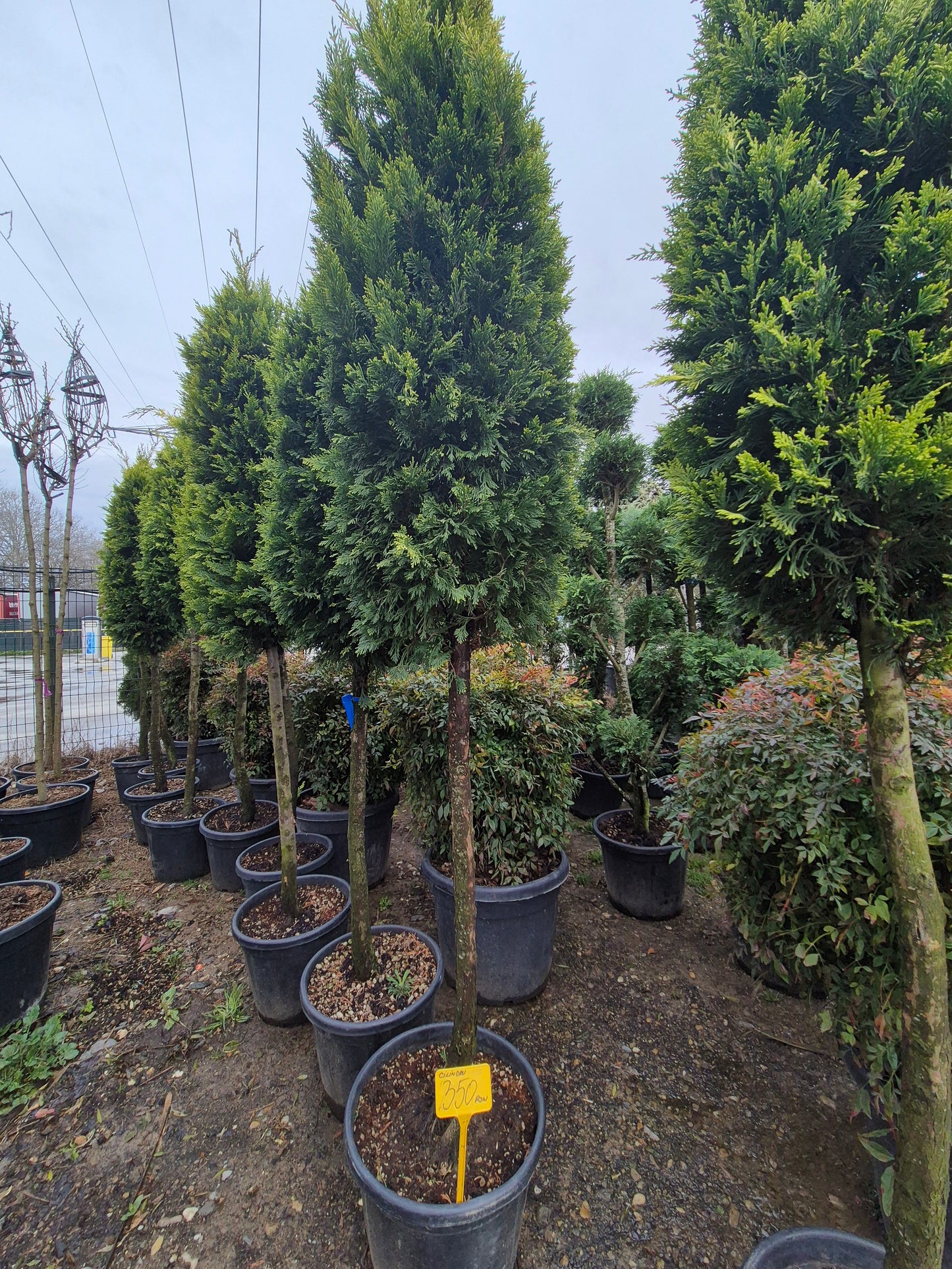 Tuia pe tulpină (Thuja) – formă elegantă, compactă 🌲