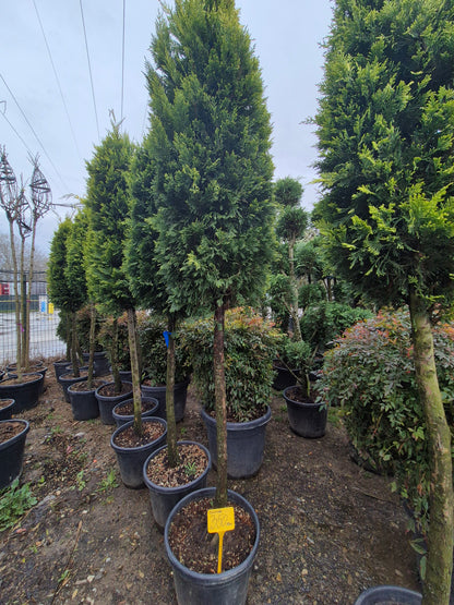 Tuia pe tulpină (Thuja) – formă elegantă, compactă 🌲